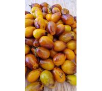 Indigo Pear Drops Tomato Seeds - 15 Fresh Seeds