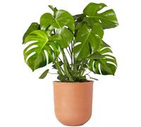 Indoor 40-50cm Potted | Monstera Deliciosa Swiss Cheese Plant