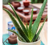 Indoor Aloe Vera Barbadensis | Ideal for Home or Office | 25-35cm Incl. Pot