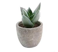 Indoor artificial succulent in for home office garden decor with lifelike appearance and long lasting color (9)