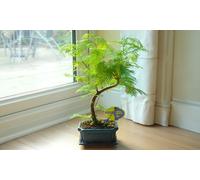 Thompson & Morgan Bonsai Zelkova In Ceramic with Saucer 12cm - Size: 30 x 30 x 30cm - Green - Wilko