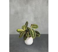 Indoor Houseplants With Ceramic Pot, Real Indoor Plant For Home, Bedroom, Kitchen And Living Room, Perfect For Clean Air