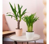 Indoor Oasis House Plant Bundle - Spineless Yucca, Areca Palm Indoor Plant Mix