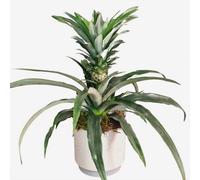 Indoor Pineapple Houseplant (Ananas)