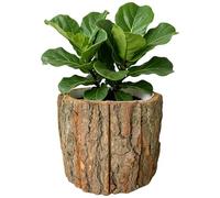 Indoor Planter - Rustic Style Tree Trunk with Waterproof Bark | Natural Bark Planter and Desk Decoration, for Living Room, Bedroom, Office, Apartment, Garden, Porch, Patio, Birthday