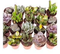 Indoor Succulents Mix 6 x 5.5 cm Plants