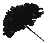 INERRA Carnation Picks - Pack of 140 Artificial Flowers for Floral Foam Tributes, Letters and Funeral Arrangements (Black)