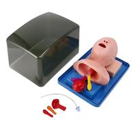 Infant Intubation Trainer, PVC Advanced Tracheal Intubation Model,Pediatric Intubation Manikin, Tracheal Child &Infant Airway Management Trainer for Intubation Training
