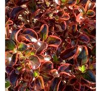 Inferno Coprosma Outdoor Shrub Plant Coprosma Garden Tree Bush 2L Pot Plant Theory Green One Size