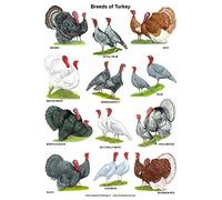 Inga Breeds Of Turkey Parlor Cafe Garage Poster Funny Gift Metal Signs 8x12 inch