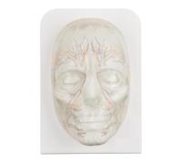 Injection Face Training Model, Transparent Facial Model with Simulated Blood Vessels for Medical Education and Aesthetic Training
