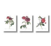 Ink Inc. Set of 3 Botanical Rose Prints, Red Home Decor, Redoute Roses, Unframed Wall Art 8x10 Matte