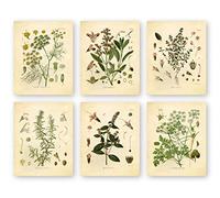 Ink Inc. Set of 6 Herb Botanical Prints, Unframed, 5x7 inch Matte, Thyme, Mint, Rosemary, Parsley, Sage, Fennel