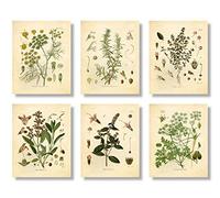 Ink Inc. Vintage Botanical Prints | Kitchen Herb Wall Art Thyme, Mint, Rosemary, Parsley, Sage, Fennel | Set of 6 8"x10" Unframed