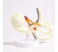 Inner Ear Anatomy Model - Educational Tool for Understanding Vestibular Labyrinth Structure with 18x Magnification