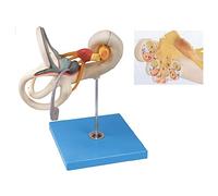 Inner Ear Labyrinth Magnification Model, Human Auditory System, Organs Anatomical Model, Detachable 2 Parts, Indicator 1
