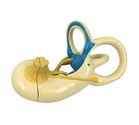 Inner Ear Labyrinth Model - Educational Model Human Ear Model - Human Organ Anatomy Model Ear Model - Life Size, 2 Parts - for Teaching Study