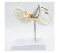 Inner Ear Model, Consisting of Inner Ear Labyrinth (Including Bony Labyrinth and Membrane Labyrinth) and Incised Cochlear Cover for Medical Study Display Teaching