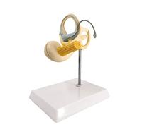 Inner Ear Model Labyrinth Model 2 Part, Cochlea Semicircular Canal & Vestibule Open Medical Anatomical Ear Internal Structure for education aid
