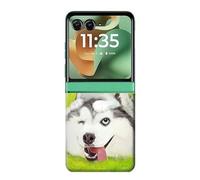 Innovedesire Kitten Cat Playful Siberian Husky Dog Paint Case Cover For Motorola Razr 60, Razr 2025