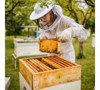 INOOMP 20Pcs Plastic Beehive Number Tags Hanging Digital Signs for Beekeeping Box Identification, Random Color, Numbered 1-20, Suitable for Hive Marking and Apiary Management Random Color