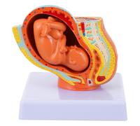 INOOMP Full-term Uterine Fetus Model for Teaching Female Pelvis with Detailed Embryo Structure Medical Anatomy Tool for Pregnancy Development Education and Training