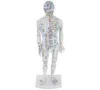 INOOMP Human Acupuncture Point Model Male Full-Body Meridian Training Mannequin White Educational Simulation Body for Chinese Medicine Teaching