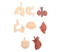INOOMP Human Internal Organs Model Teaching Anatomy Educational for Students Teachers Medical Nursing Schools Cognitive Learning Aid