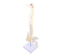 INOOMP Human Spine Model with Tailbone and Pelvis Detailed Anatomy with Nerve Roots and Herniated Disc Medical Training Spine Model for Hospital and Education Use