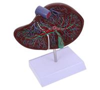 INOOMP Realistic Human Liver Model with Base for Medical Teaching Anatomical Organ Display Plastic Construction Educational Tool for Students and Professionals