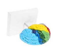 INOOMP Scale Anatomical Right Hemisphere Model for Clearly Labeled Brain Physiology Teaching Tool for Science Classroom Study and Display