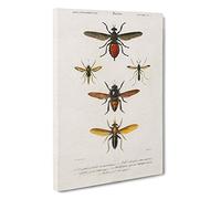 Insect Illustrations PL. L by Charles d' Orbigny Canvas Print | Gallery Wrapped 30mm Frame Wall Art | 30x20 inches | Ready to Hang | Modern Animals Picture | Living Room Bedroom Lounge Office