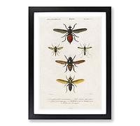 Insect Illustrations PL. L by Charles d' Orbigny Framed Print | A2 Black Framed Wall Art | Ready to Hang | Modern Nature Picture | Living Room Bedroom Lounge Office