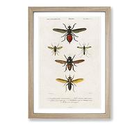 Insect Illustrations PL. L by Charles d' Orbigny Framed Print | A2 Oak Framed Wall Art | Ready to Hang | Modern Nature Picture | Living Room Bedroom Lounge Office