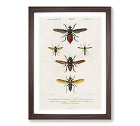 Insect Illustrations PL. L by Charles d' Orbigny Framed Print | A2 Walnut Framed Wall Art | Ready to Hang | Modern Nature Picture | Living Room Bedroom Lounge Office