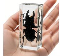Insect in Clear Resin - Real Insect Specimen for Science Projects, Curio Display, or Unique Paperweight (Stag Beetle)