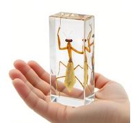 Insect in Clear Resin - Real Insect Specimen for Science Projects, Curio Display, or Unique Paperweight (Mantis)