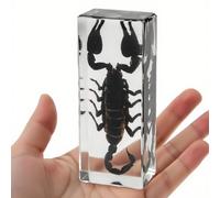 Insect in Clear Resin - Real Insect Specimen for Science Projects, Curio Display, or Unique Paperweight (Scorpion)