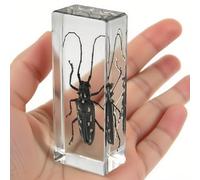 Insect in Clear Resin - Real Insect Specimen for Science Projects, Curio Display, or Unique Paperweight (Longicorn)