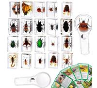 Insect in Resin Collection,Educational Bugs Specimen Set for Kids,Perfect for Preschool,Classroom Science and Home Displays (20 Insect Styles)