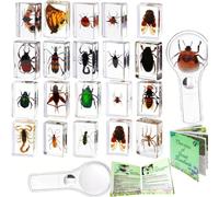 Insect in Resin Collection,Educational Bugs Specimen Set for Kids,Perfect for Preschool,Classroom Science and Home Displays (20 Insect Styles)