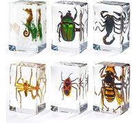 Insect in Resin Specimen, Bugs Collection Paperweights Animal Specimen for Kids Real Bug Preserved in Resin for Scientific Educational Toy Office Desk Christmas Display Supplies (6 Styles)