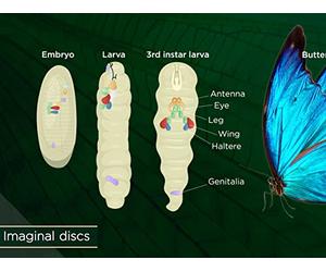Insect Life Cycles and Reproduction