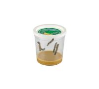 Insect Lore Cup of Caterpillars Basic - 5 Live Painted Lady Caterpillars with Food - Refill Kit for Butterfly Garden Habitat - STEM Science Activity f