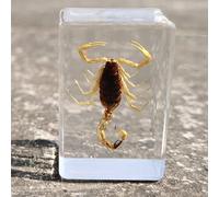 Insect specimens in Resin Key Chain Real Dried Sets Collection Science (Yellow scorpion)