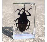 Insect specimens in Resin Real Dried Sets Collection Science Teaching Education Toy (Bamboo Weevils)