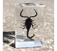 Insect specimens in Resin Real Dried Sets Collection Science Teaching Education Toy (Black scorpions)