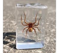 Insect specimens in Resin Real Dried Sets Collection Science Teaching Education Toy (Spider)
