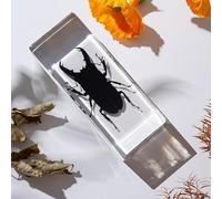 Insect specimens, Insect in Resin Specimen, Transparent Resin Bugs Specimens for Science Classroom, Science Education & Desk Ornament Display Supplies. (J)