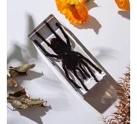 Insect specimens, Insect in Resin Specimen, Transparent Resin Bugs Specimens for Science Classroom, Science Education & Desk Ornament Display Supplies. (G)